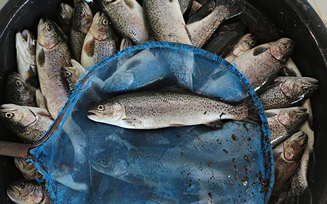 SeaBass Fish Farming Course