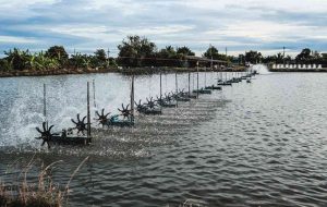 Onsite Pond Culture Training