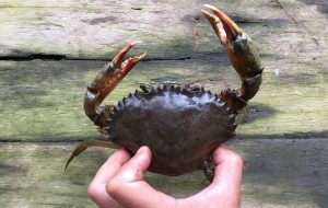 Read more about the article Vertical Mud Crab Farming